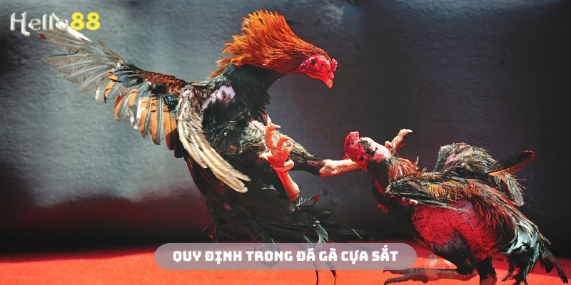 Hội viên cần nắm vững các quy định trong luật chơi đá gà cựa sắt